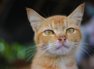 고양이 시력은 얼마나 좋은가요?