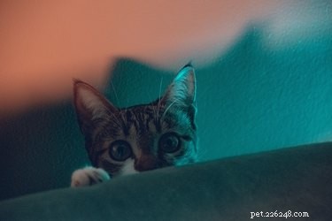 Jak dobrý je kočičí zrak?
