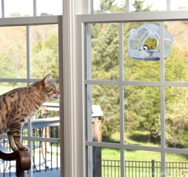 Enrichissement facile pour les chats :accrochez les mangeoires à oiseaux à l extérieur de vos fenêtres