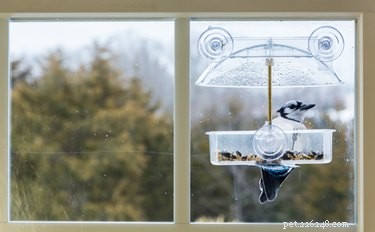 猫のための簡単な強化：窓の外に鳥の餌箱を掛ける 