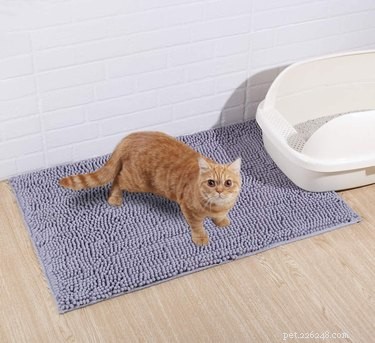 Les meilleurs tapis de litière pour chat en 2022