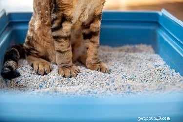 As melhores caixas de areia para gatos