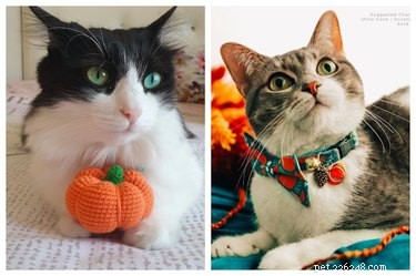 5 kattenspeeltjes en accessoires die perfect zijn voor de herfst
