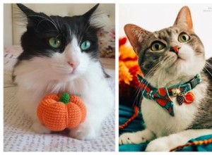 5 hraček a doplňků pro kočky, které jsou vhodné na podzim