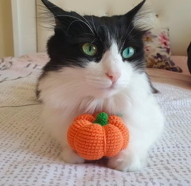 5 kattenspeeltjes en accessoires die perfect zijn voor de herfst