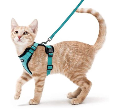 De beste kattenharnassen voor wandelende katten (Ja, het is een ding)