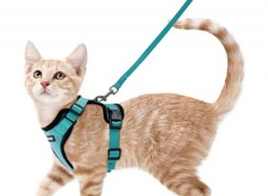 De beste kattenharnassen voor wandelende katten (Ja, het is een ding)