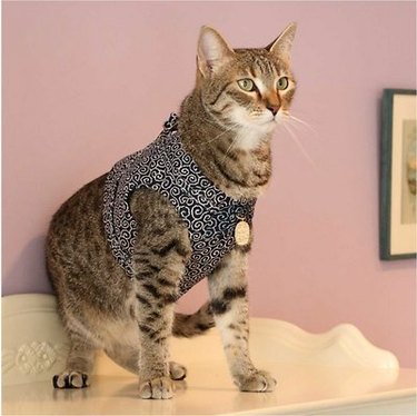 Le migliori imbracature per gatti che camminano (sì, è una cosa)