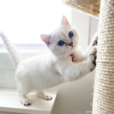Почему белые кошки более склонны к глухоте?