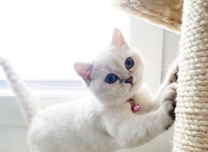Varför är vita katter mer benägna att bli döva?