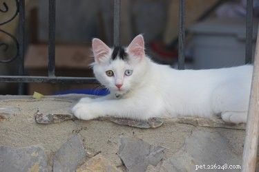 Varför är vita katter mer benägna att bli döva?