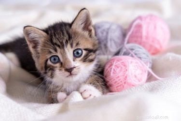 Weten katten wanneer ze schattig zijn?