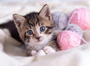 Les chats savent-ils quand ils sont mignons ?