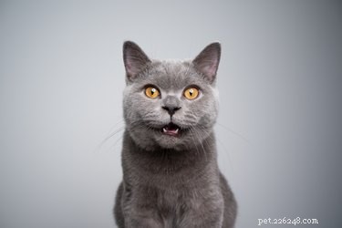 Os gatos sabem quando estão sendo fofos?