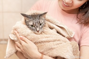 Co je to drbání a proč byste to neměli dělat své kočce?