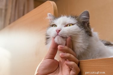 Vad är Scruffing och varför ska du inte göra det mot din katt?