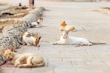 Como cuidar de gatos de colônia