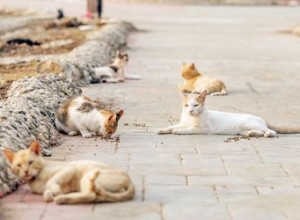 Comment prendre soin des chats de colonie