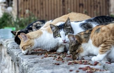 Come prendersi cura dei gatti delle colonie
