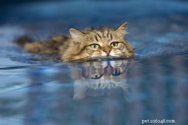 Mají některé kočky rády vodu?
