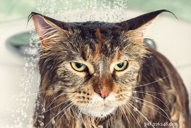 Mají některé kočky rády vodu?