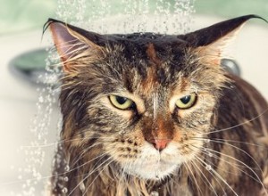 Houden katten van water?