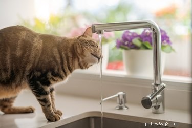 Gatos gostam de água?