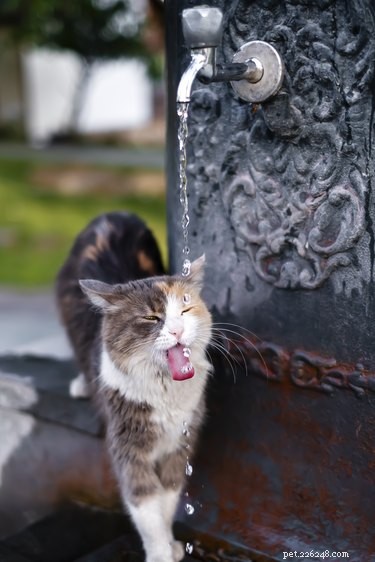 猫が水を飲むのを見たことがないのはなぜですか？ 