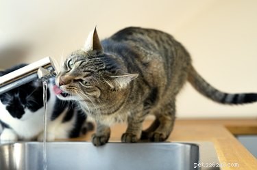 Por que nunca vejo meu gato bebendo água?