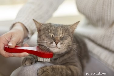 Guia para iniciantes para escovar um gato
