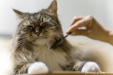 De beginnershandleiding voor het borstelen van een kat