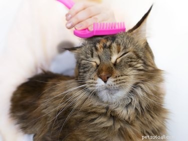 Guia para iniciantes para escovar um gato
