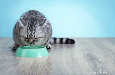 고양이는 물을 어떻게 마십니까?