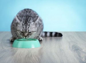 Como os gatos bebem água?