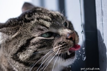 Hoe drinken katten water?