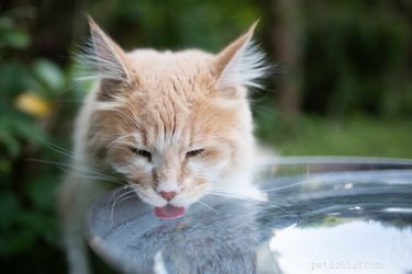 Jak kočky pijí vodu?