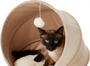 Scelte per la dolcezza:7 caverne per gatti per i dormienti prioritari