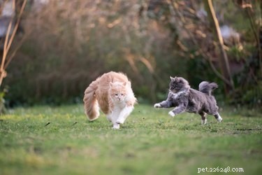 Jak kočky chodí?