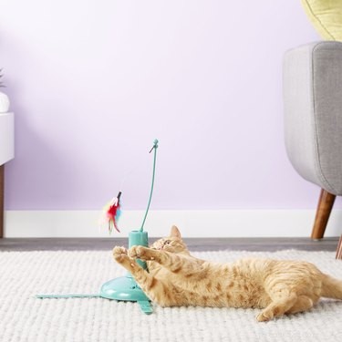 かわいらしさのおすすめ：自宅で仕事をしている間、猫を夢​​中にさせる7つのインタラクティブなおもちゃ 