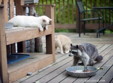 I gatti e i procioni possono davvero essere amici o nemici?
