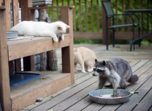 I gatti e i procioni possono davvero essere amici o nemici?