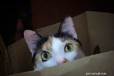 귀여움 추천:안목 있는 고양이를 위한 7가지 아주 간단한 장난감