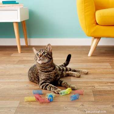 Scelte per la carineria:7 giocattoli super semplici per il gatto esigente