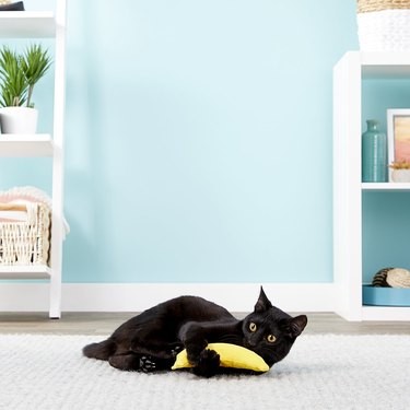 귀여움 추천:안목 있는 고양이를 위한 7가지 아주 간단한 장난감