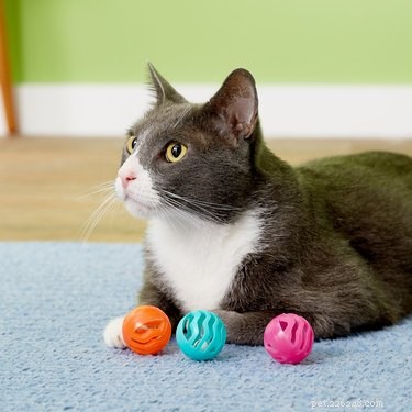 Scelte per la carineria:7 giocattoli super semplici per il gatto esigente