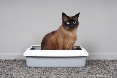 10 лучших натуральных наполнителей для кошачьих туалетов