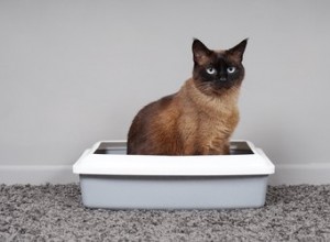 Les 10 meilleures litières naturelles pour chat pour votre chat naturel