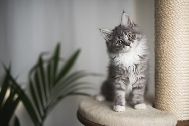 Komplexní průvodce pro ochranu vašeho domova pro kotě