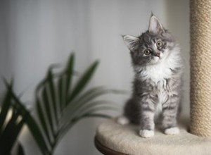 La guida completa per rendere a prova di gattino la tua casa