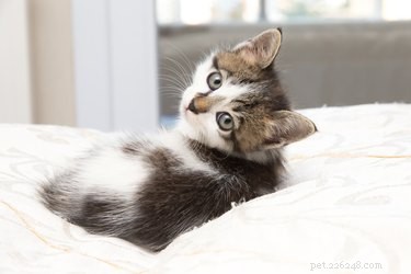 子猫への包括的なガイド-あなたの家を証明する 